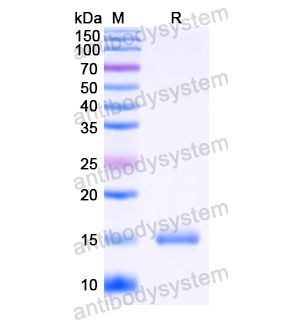 抗 HIV1 Gag polyprotein 納米抗體 (SAA0891)(RVV19303),Anti-HIV1 Gag polyprotein Nanobody (SAA0891)