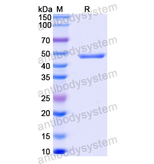 抗MPXV A29L Antibody (P2E12) RVV13417,A29L