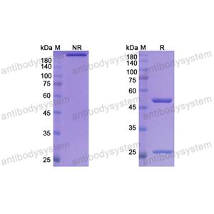 芳妥珠单抗,Research Grade Fontolizumab