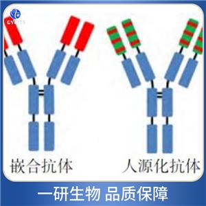 丝氨酸/苏氨酸蛋白激酶ATR抗体
