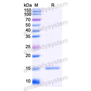 抗HIV-1 rev/ART/TRS protein Antibody (SAA1422) RVV23801,rev/ART/TRS