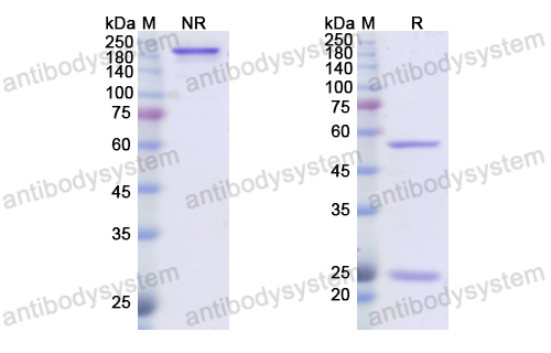 度司妥单抗,Research Grade Dusigitumab