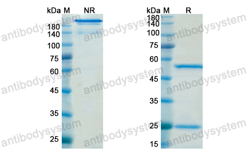 奎莫利单抗,Research Grade Quetmolimab