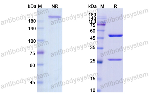 克立昔单抗,Research Grade Clenoliximab