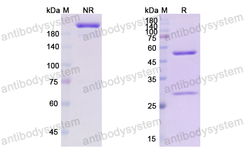 對(duì)照抗體,Research Grade Obexelimab