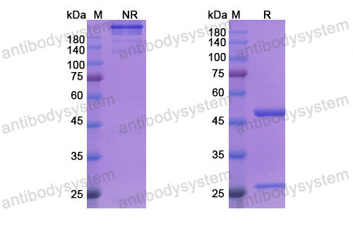 西利珠單抗,Research Grade Siplizumab