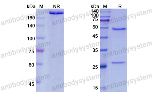 帕替组单抗,Research Grade Pateclizumab