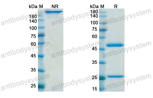 瑾司鲁单抗,Research Grade Gimsilumab