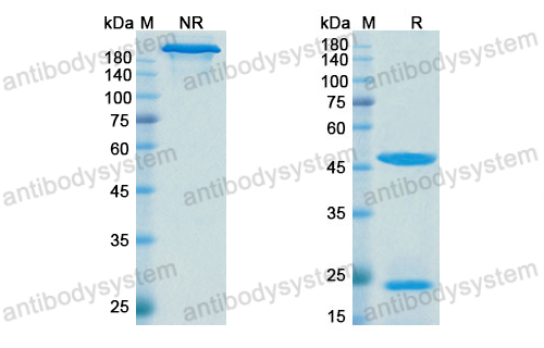 地宁妥珠单抗,Research Grade Denintuzumab