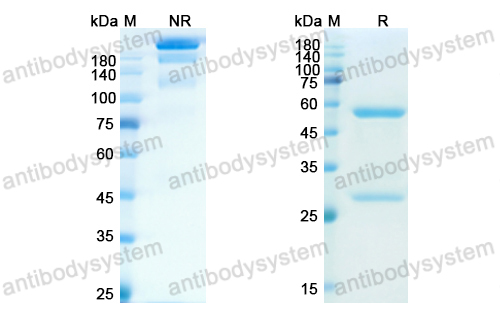 對照抗體,Research Grade Erlizumab