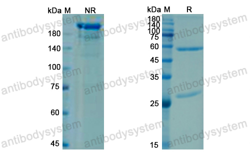 布雷奴單抗,Research Grade Briakinumab