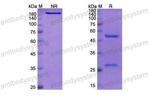 法拉莫單抗,Research Grade Faralimomab