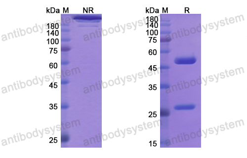 隆利組單抗,Research Grade Rontalizumab