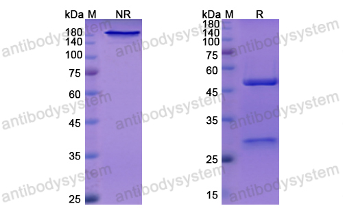 奈瑞莫单抗,Research Grade Nerelimomab