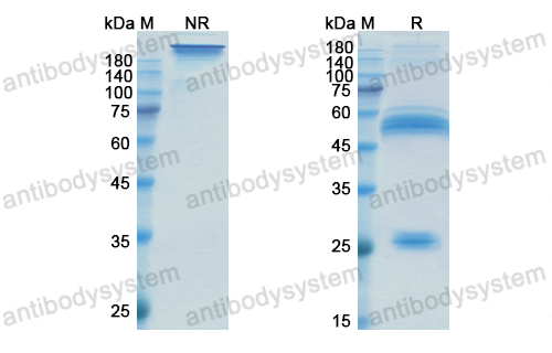 珍妥珠单抗,Research Grade Xentuzumab