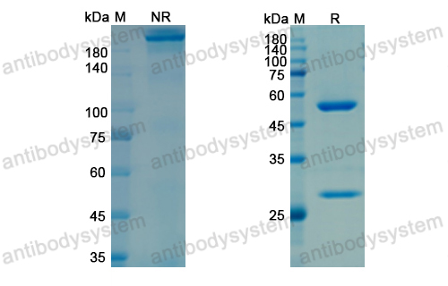 夫卢维单抗,Research Grade Frunevetmab