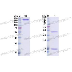 度司妥单抗,Research Grade Dusigitumab