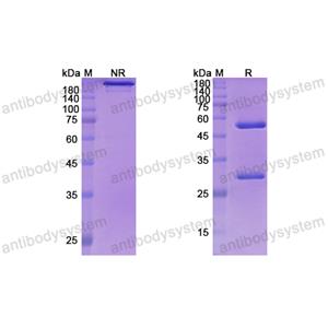 Research Grade Coltuximab