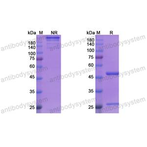 Research Grade Siplizumab