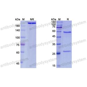 帕替组单抗,Research Grade Pateclizumab