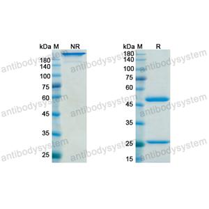 瑾司鲁单抗,Research Grade Gimsilumab