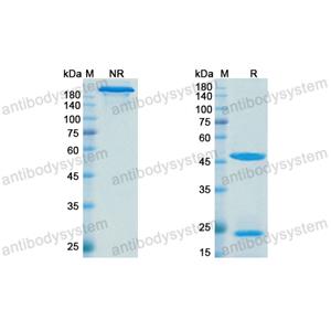 地宁妥珠单抗,Research Grade Denintuzumab