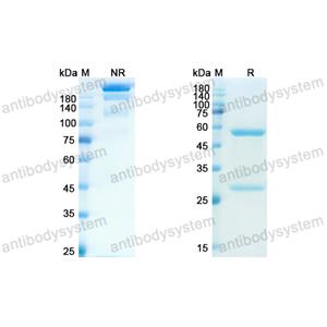 Research Grade Erlizumab