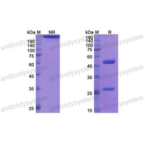 Research Grade Rontalizumab