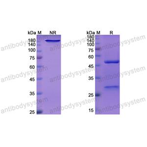 奈瑞莫单抗,Research Grade Nerelimomab