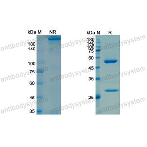 夫卢维单抗,Research Grade Frunevetmab