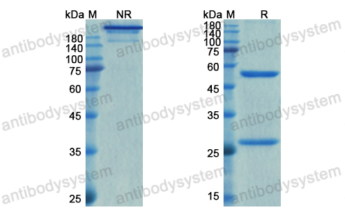 瑞弗维单抗,Research Grade Relfovetmab