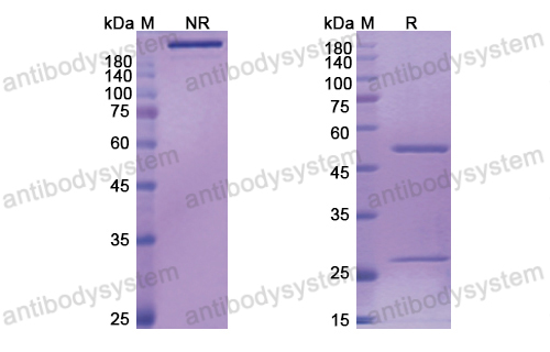 柏替木單抗,Research Grade Bertilimumab