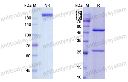 西利珠單抗,Research Grade Cedelizumab