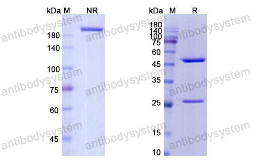 凱利昔單抗,Research Grade Keliximab