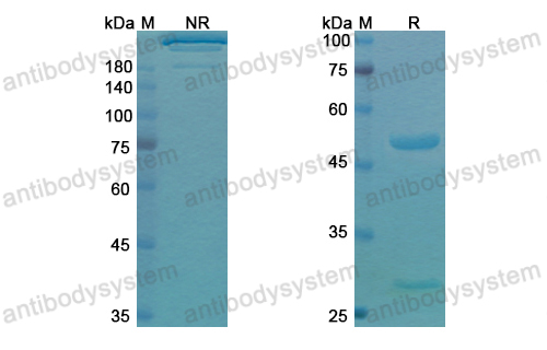 匹地利珠單抗,Research Grade Pidilizumab  (DHH02216)