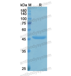 Research Grade Fabrazyme/Agalsidase Alfa  (DHC19529)