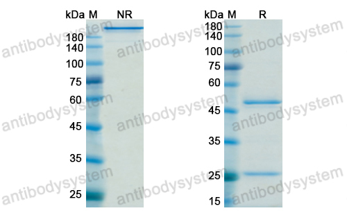 替莫魯單抗,Research Grade Timolumab  (DHH39201)