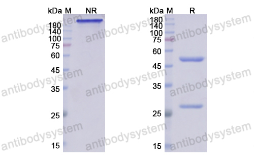 克瑞組單抗,Research Grade Crenezumab  (DHC12501)