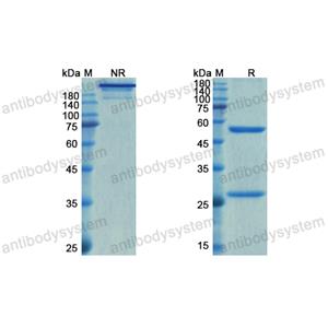 瑞弗维单抗,Research Grade Relfovetmab