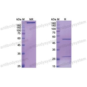 Research Grade Bertilimumab