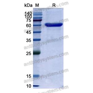 Research Grade Solitomab  (DHD17407)