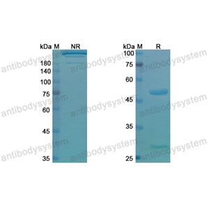 Research Grade Pidilizumab  (DHH02216)