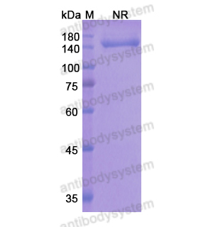 奧那妥組單抗,Research Grade Onartuzumab  (DHC34202)