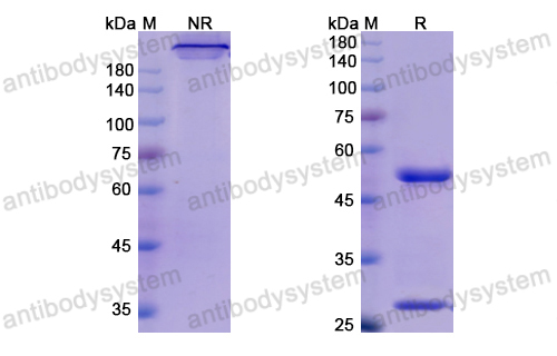 莫格利組單抗,Research Grade Mogamulizumab  (DHE85301)