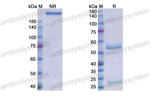 羅來度單抗,Research Grade Roledumab  (DHF92103)