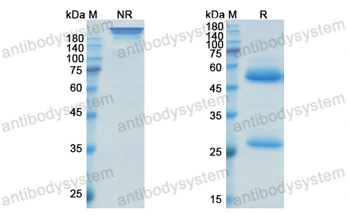 奧塞蘆單抗,Research Grade Oxelumab  (DHD58801)