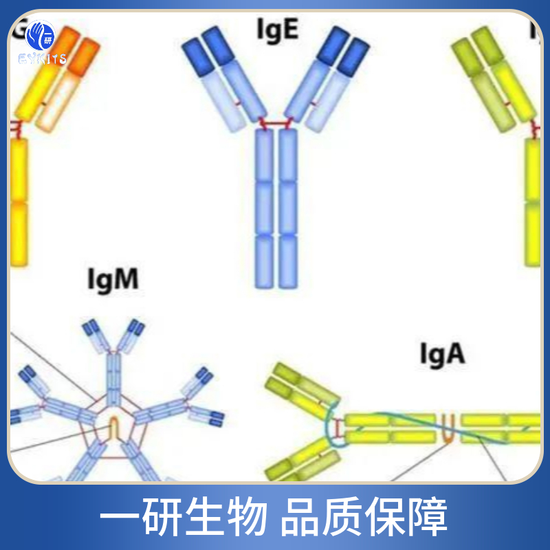通用转录因子IIA样因子抗体,Anti-ALF/GTF2A1LF