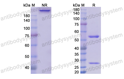 依诺苏单抗,Research Grade Enoticumab  (DHJ65302)