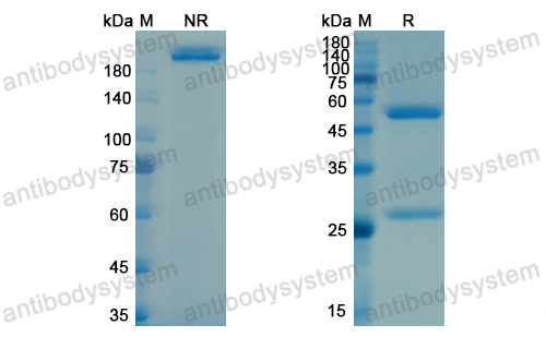 维森库单抗,Research Grade Vesencumab  (DHA30101)