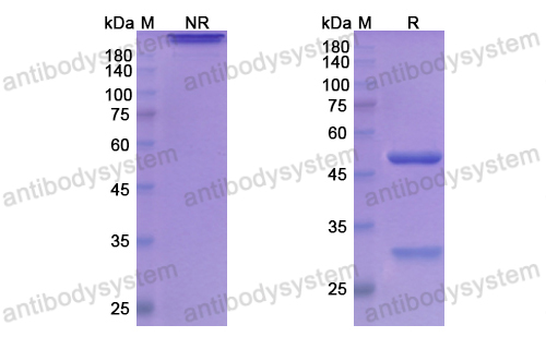 阿替奴單抗,Research Grade Atinumab  (DHK06702)